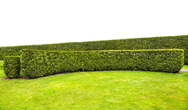 Privacy Hedge Planting in Honolulu, HI